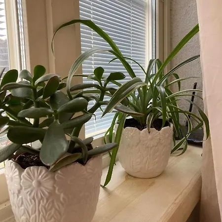 Renthouse Guest Alice Apartman Paide