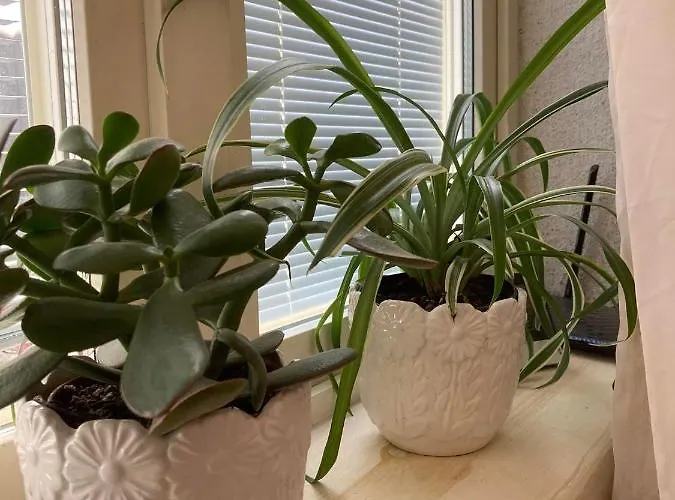 Renthouse Guest Alice 아파트 파이드